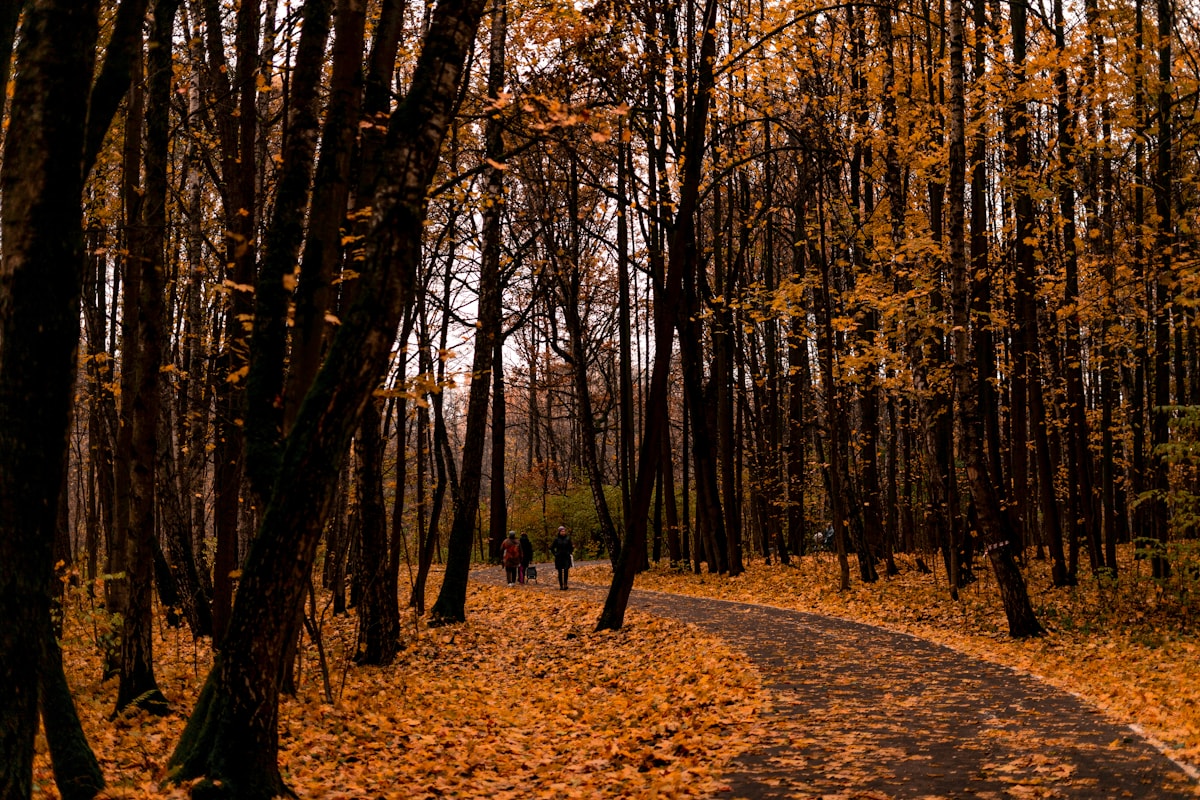 Recovery Runs on Mondays: Why “Stability” Matters More Than Cushioning